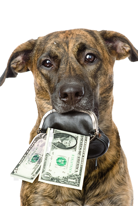 perros busca dinero